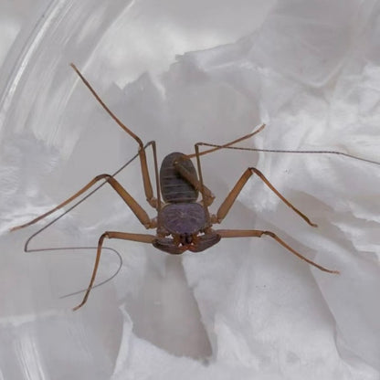 South China Whip Spider （Weygoldtia hainanensis）