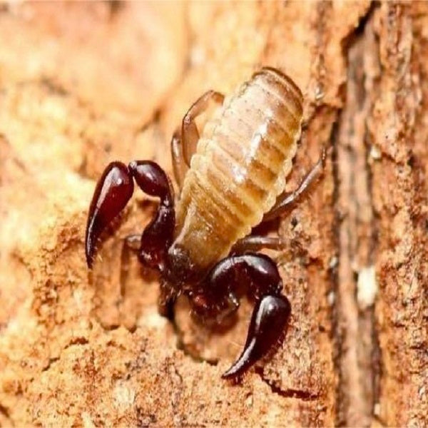 Chinacreagris chinensis（false scorpions ）