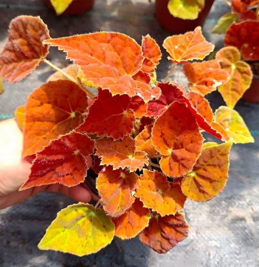 Begonia 'Autumn Ember'