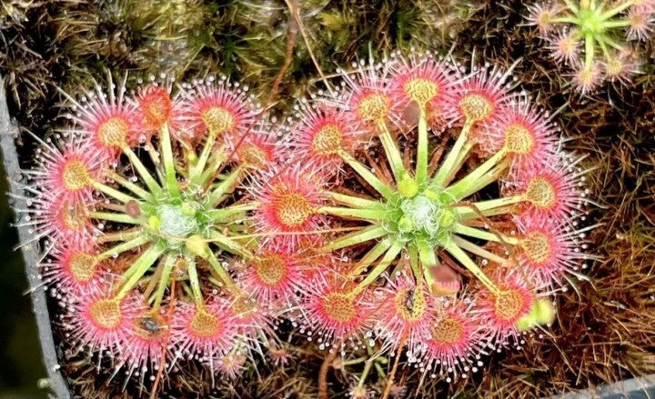 Drosera x lake badgerup  (Drosera x badgerupii)