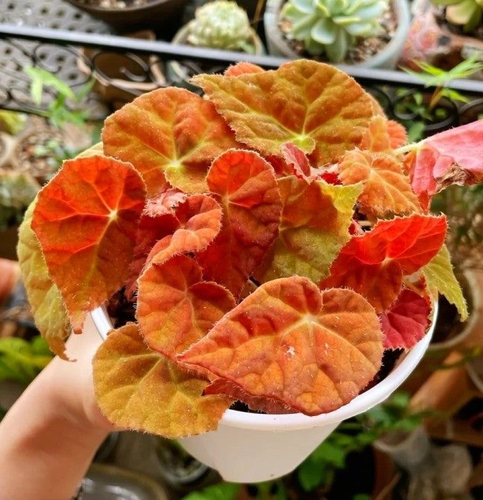 Begonia 'Autumn Ember'