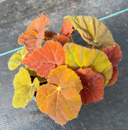 Begonia 'Autumn Ember'