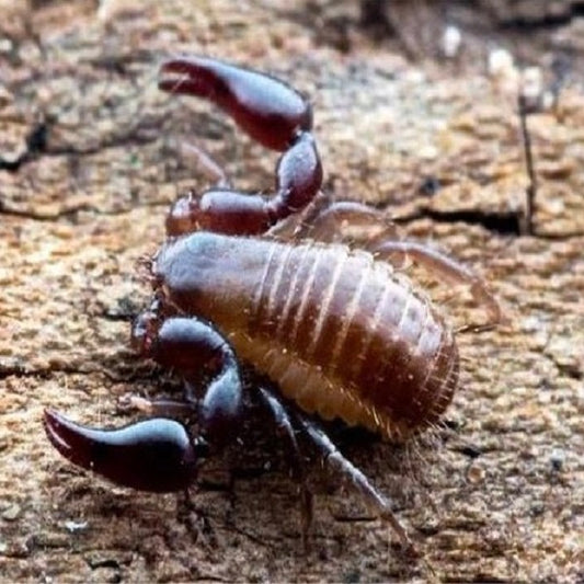Chinacreagris chinensis（false scorpions ）