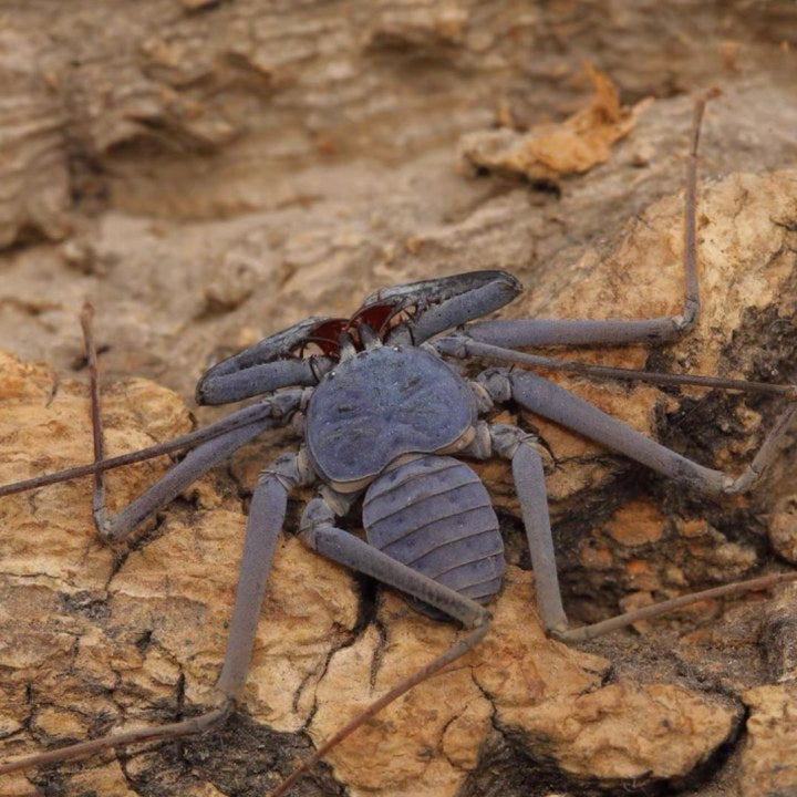 South China Whip Spider （Weygoldtia hainanensis）