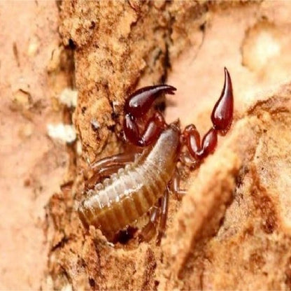 Chinacreagris chinensis（false scorpions ）
