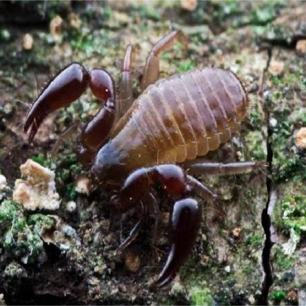 Chinacreagris chinensis（false scorpions ）