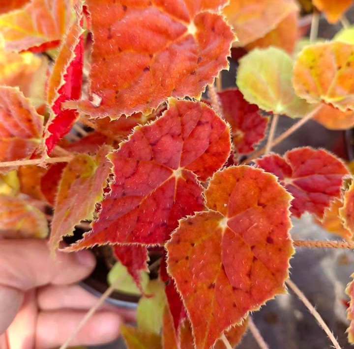 Begonia 'Autumn Ember'