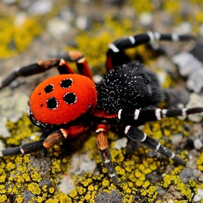 Ladybird Spider\Velvet Spider
