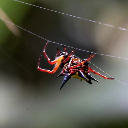 Spiny Orb Weaver (Gasteracantha hasselti)