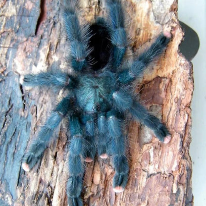 Blue Green Pinktoe Tarantula (Avicularia geroldi)