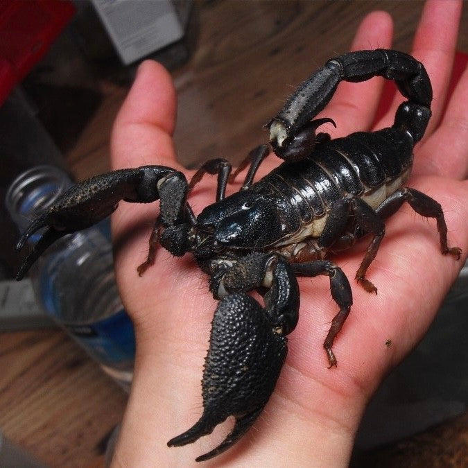 India Giant Forest Scorpion (Gigantometrus swammerdami) for Sale | My