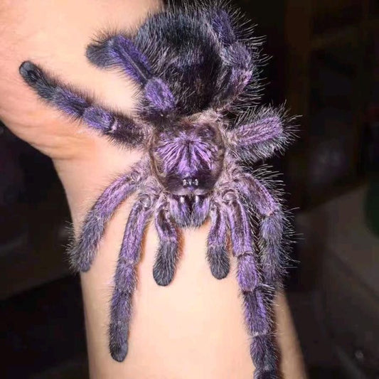 Purple Pinktoe Tarantula (Avicularia purpurea)