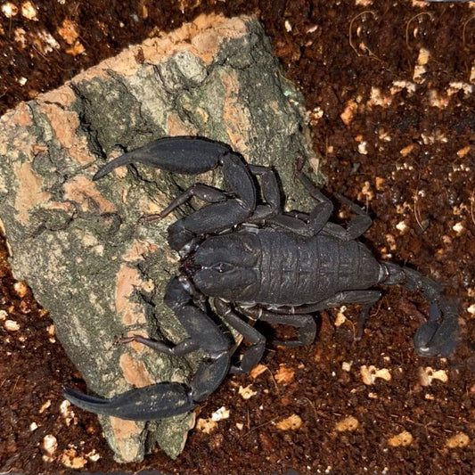 Vietnamese flat rock scorpion (Euscorpiops vachoni)