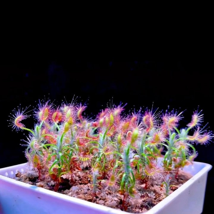 Shaggy sundew (Drosera scorpioides)
