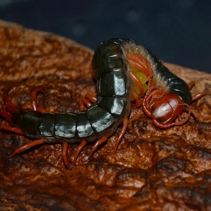 Chinese Red Head Centipede var Red Leg (Scolopendra mutilans)