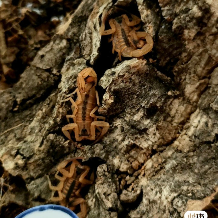Brazilian Yellow Scorpion (Tityus stigmurus)