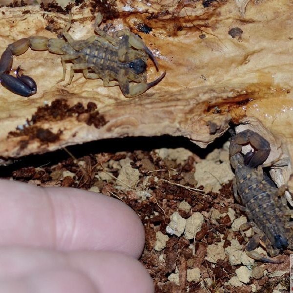 Chinese Swimming Scorpion (Lychas mucronatus)