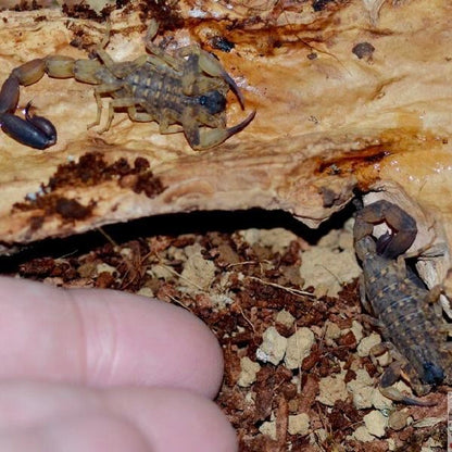 Chinese Swimming Scorpion (Lychas mucronatus)