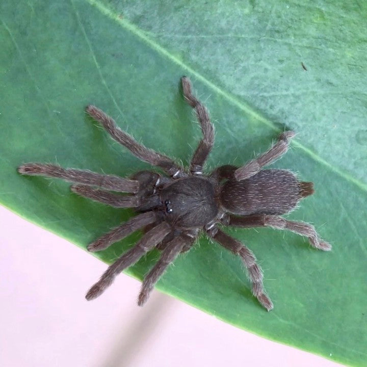 Fire Tarantula (Phlogiellus xinping)