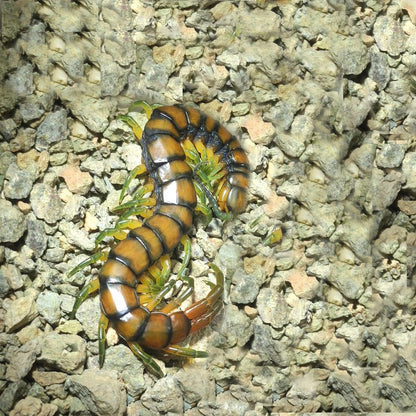 Scolopendra subspinipes cingulatoides centipede