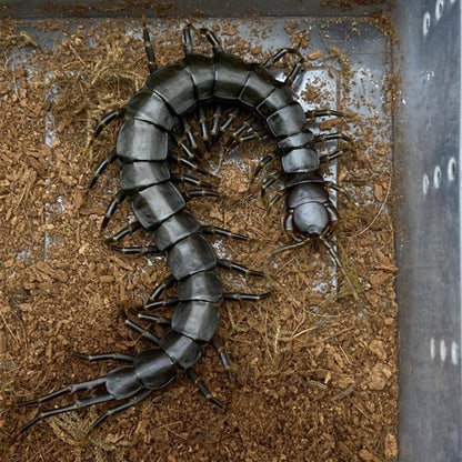Chinese Giant Tiger Leg Centipede 'black legs' (Scolopendra hainanum)