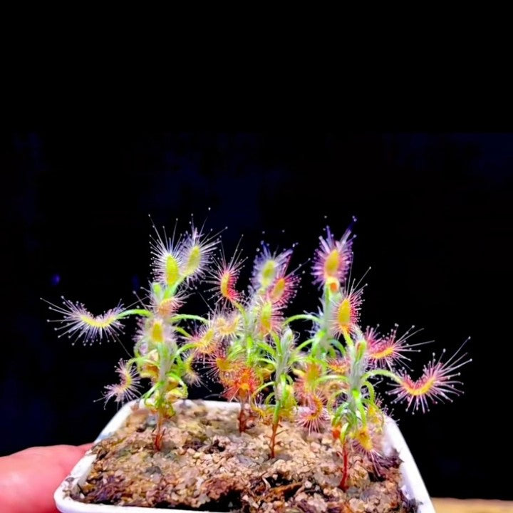 Shaggy sundew (Drosera scorpioides)