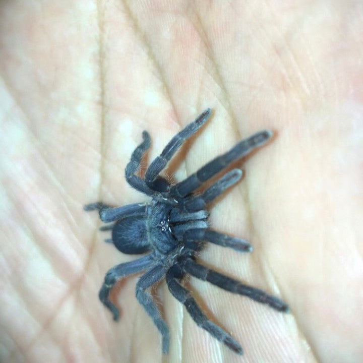 Fire Tarantula (Phlogiellus xinping)