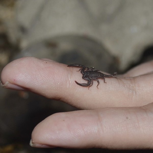 Vietnamese flat rock scorpion (Euscorpiops vachoni)