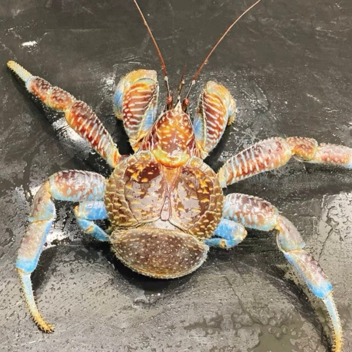 Coconut Crab / Robber Crab (Birgus latro)