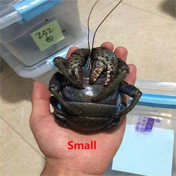 Coconut Crab / Robber Crab (Birgus latro)