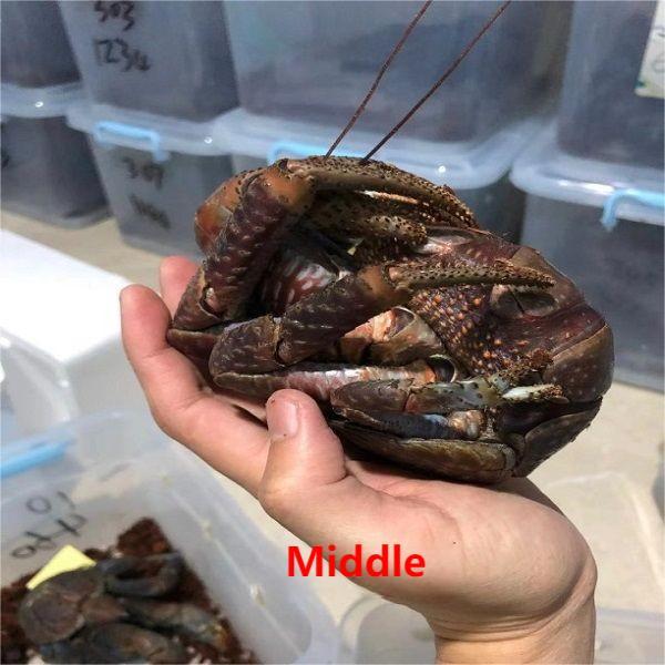 Coconut Crab / Robber Crab (Birgus latro)