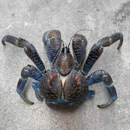 Coconut Crab / Robber Crab (Birgus latro)