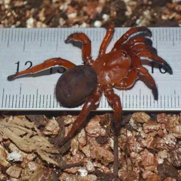 Stasimopus robertsi (Latouchia rufa)