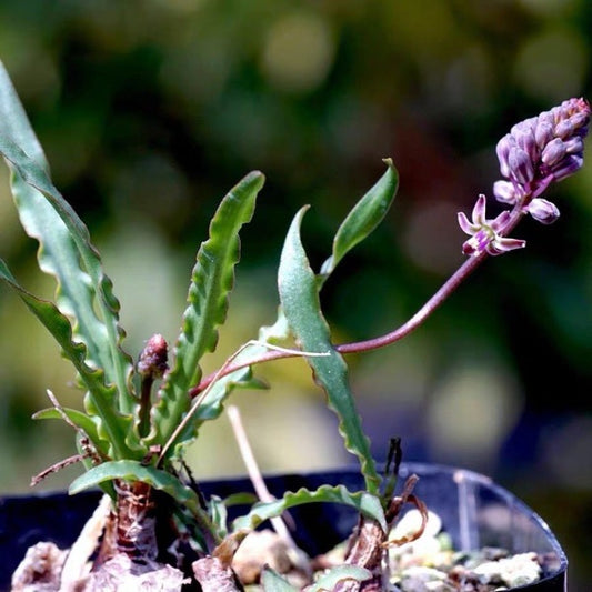 Ledebouria crispa