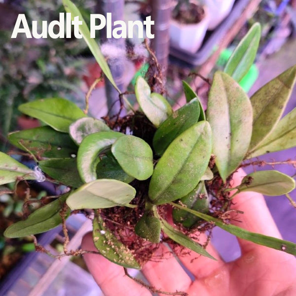 Lemmaphyllum microphyllum