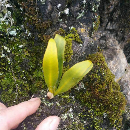 Lemmaphyllum sp.