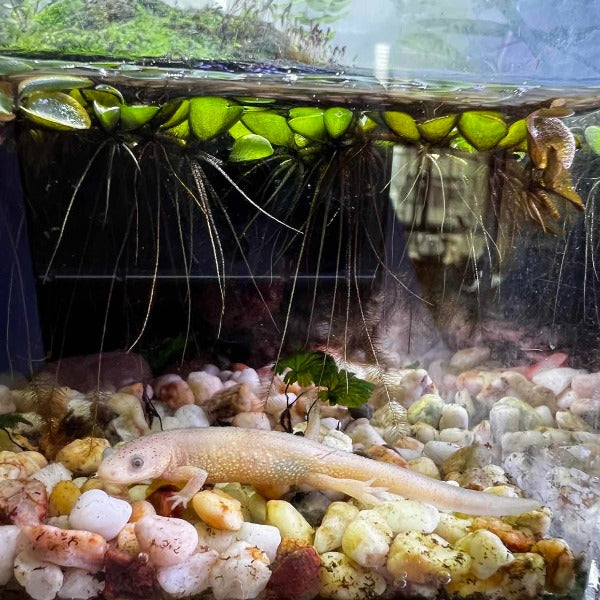 Leucistic Spanish Ribbed Newt ( Pleurodeles waltl ) for Sale My Home