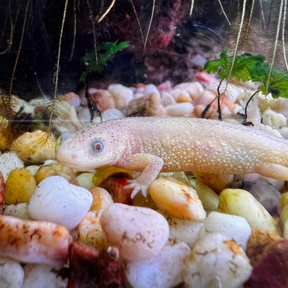 Leucistic Spanish Ribbed Newt ( Pleurodeles waltl )