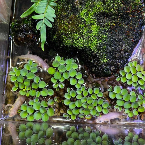 Leucistic Spanish Ribbed Newt ( Pleurodeles waltl ) for Sale My Home