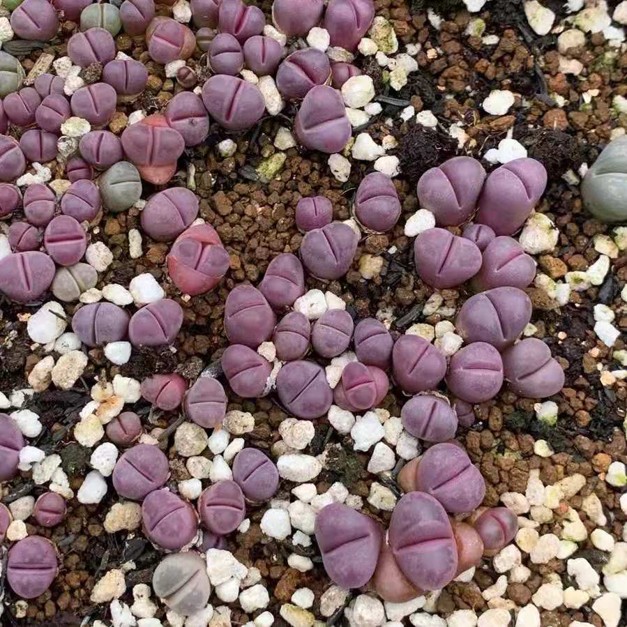 Living Stones （Lithops optica ‘Rubra’）
