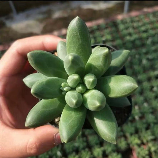 Little jewel ( Pachyphytum compactum）
