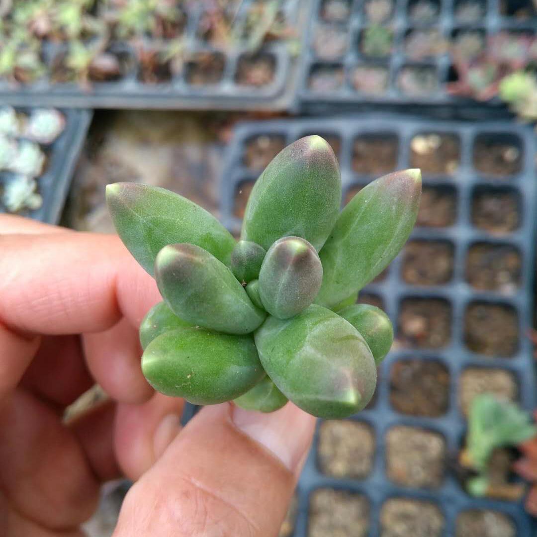 Little jewel ( Pachyphytum compactum）