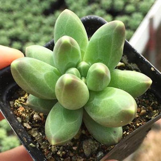 Little jewel ( Pachyphytum compactum）