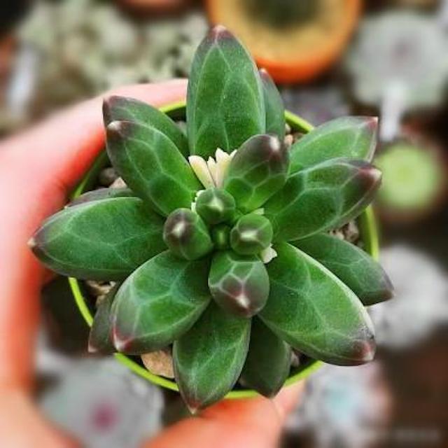 Little jewel ( Pachyphytum compactum）