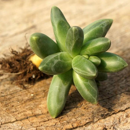 Little jewel ( Pachyphytum compactum）
