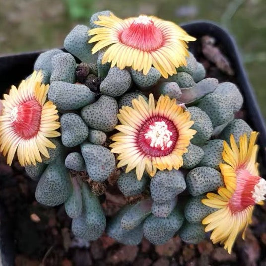 Living stone (Aloinopsis schooneesii)