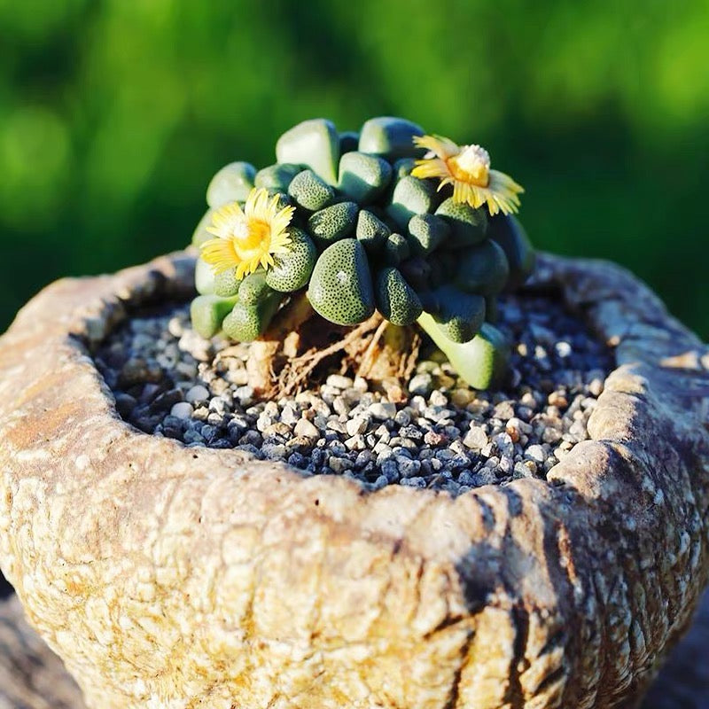 Living stone (Aloinopsis schooneesii)