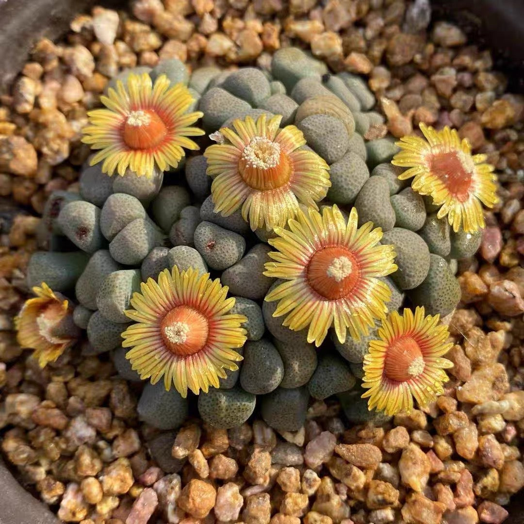 Living stone (Aloinopsis schooneesii)