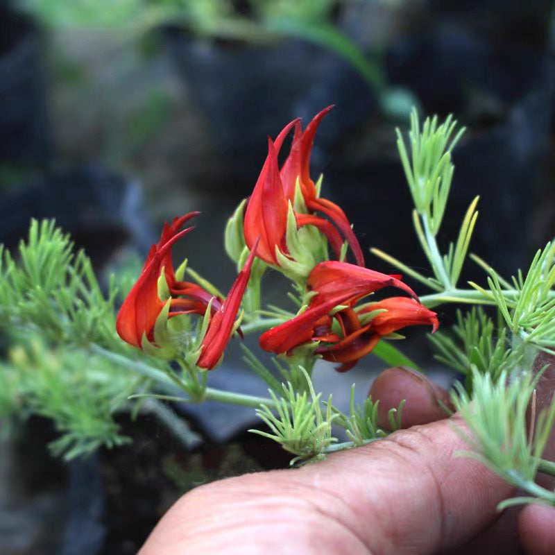 Lotus berthelotii