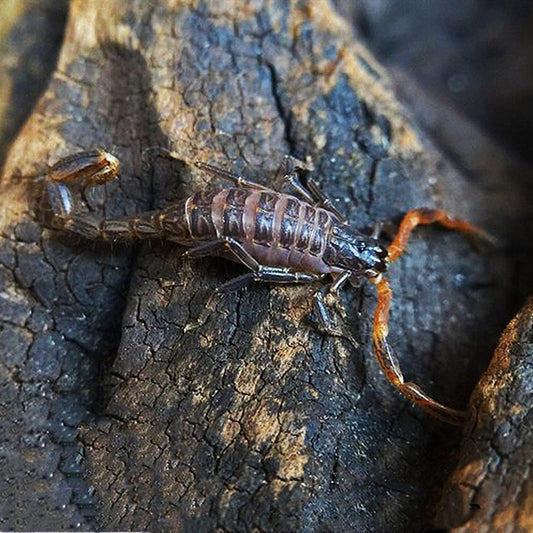 Lychas Spec Scorpion